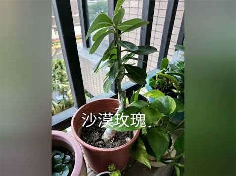 不怕西曬植物|西曬植物推薦指南：打造室內綠意的避暑祕方 